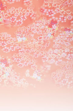 背景　オレンジ花柄 (2008-04-04)