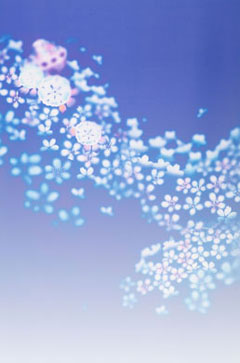 背景　青花柄 (2008-04-04)